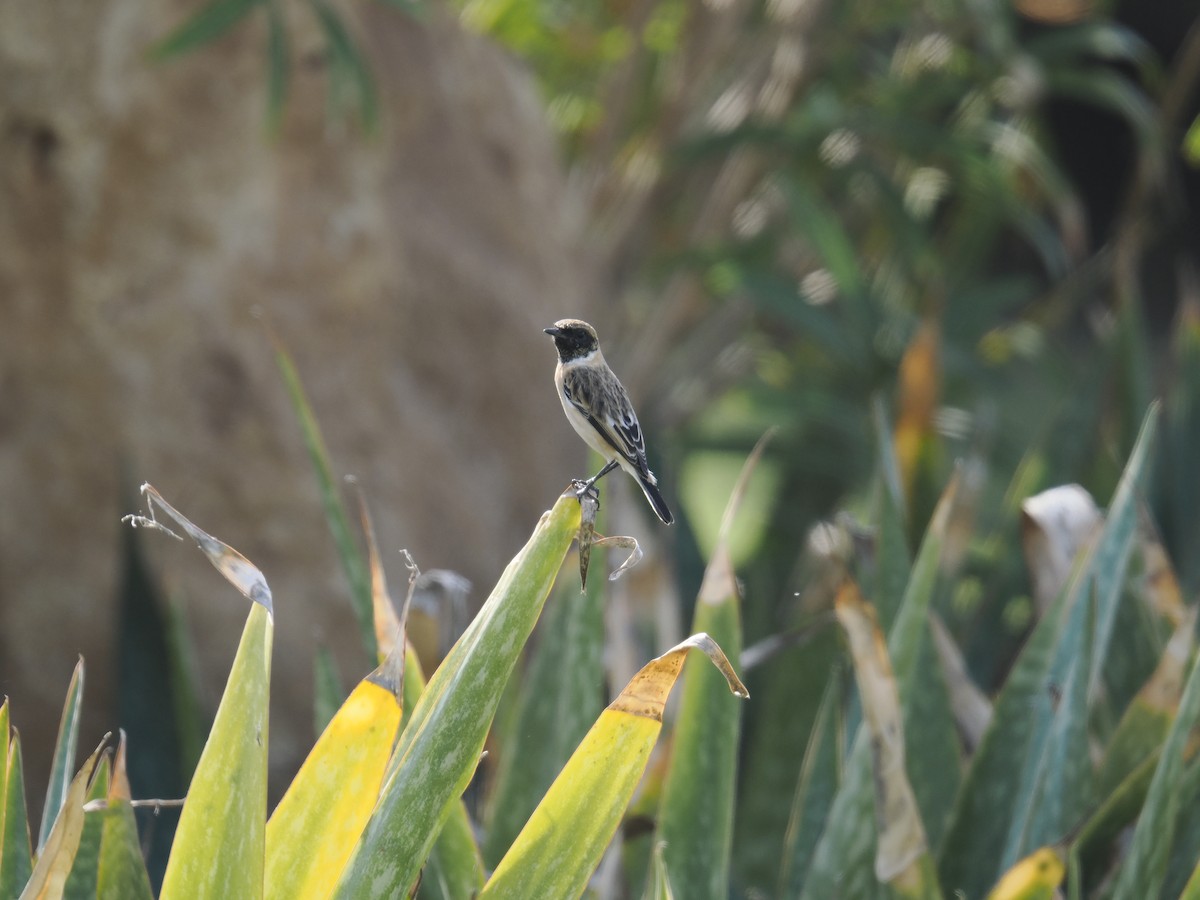 Tarier de Sibérie - ML646170362