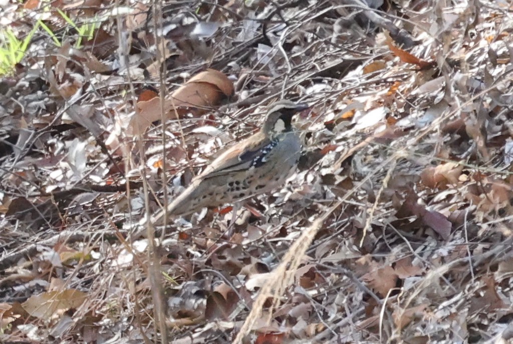 Spotted Quail-thrush - ML646170367
