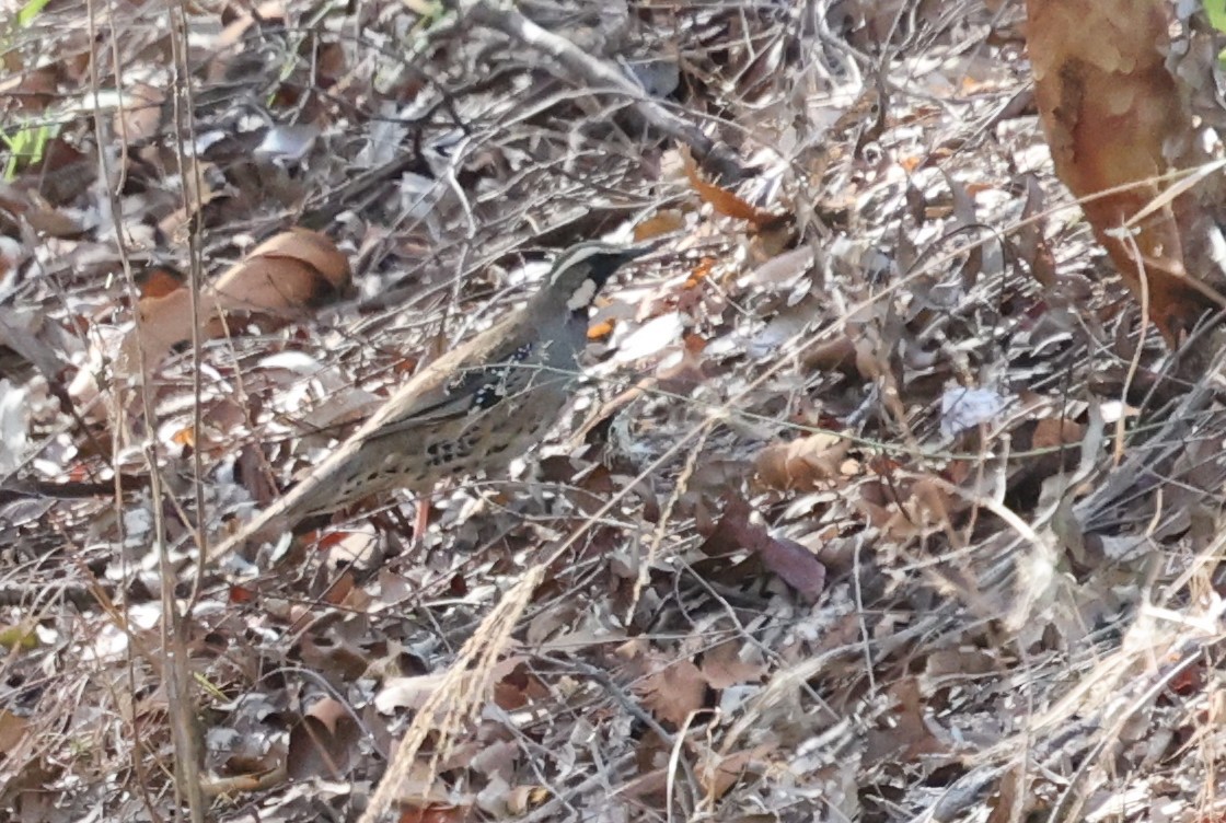 Spotted Quail-thrush - ML646170368