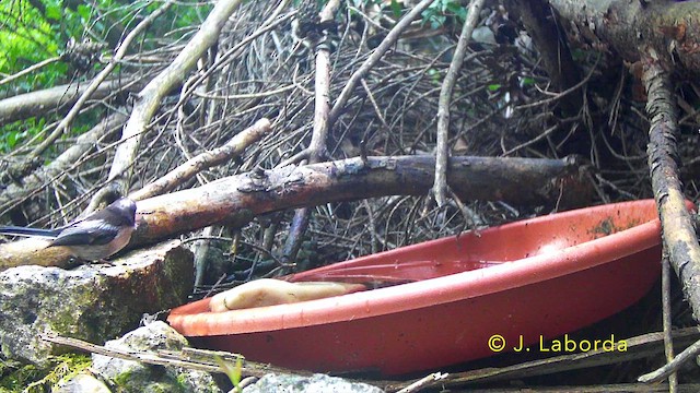 Long-tailed Tit - ML646170372