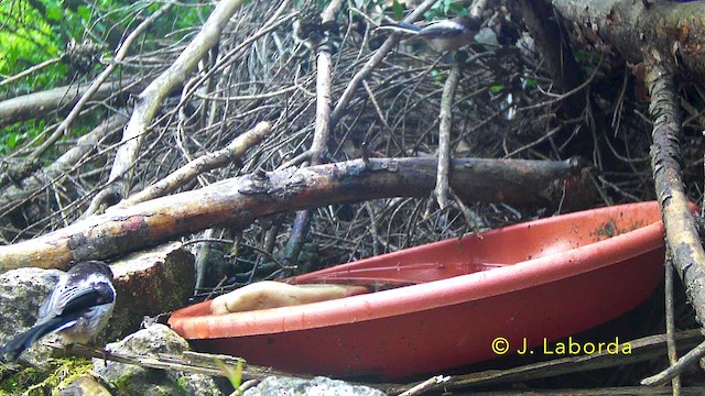 Long-tailed Tit - ML646170373