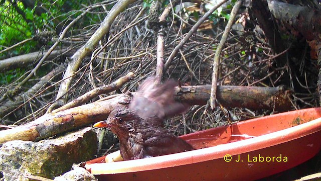 Eurasian Blackbird - ML646170374