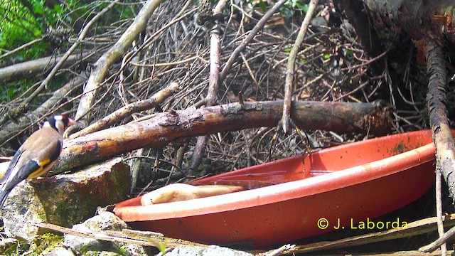 Eurasian Blackbird - ML646170375