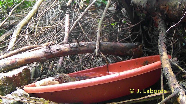 European Robin - ML646170377