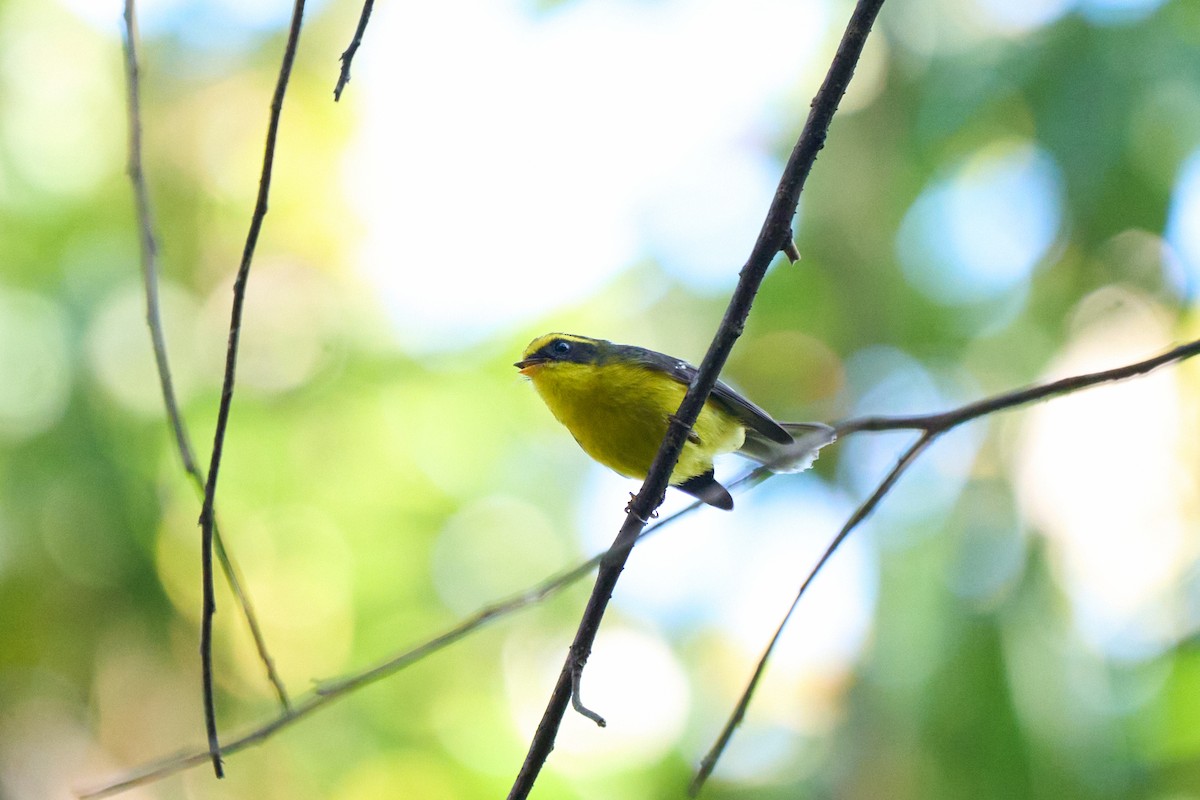 Веерохвостая желтобровка - ML646170385