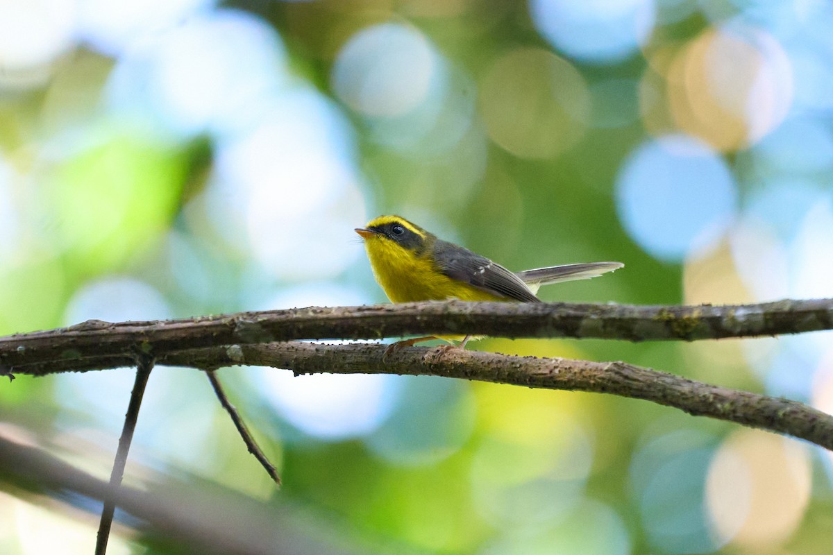 Веерохвостая желтобровка - ML646170386