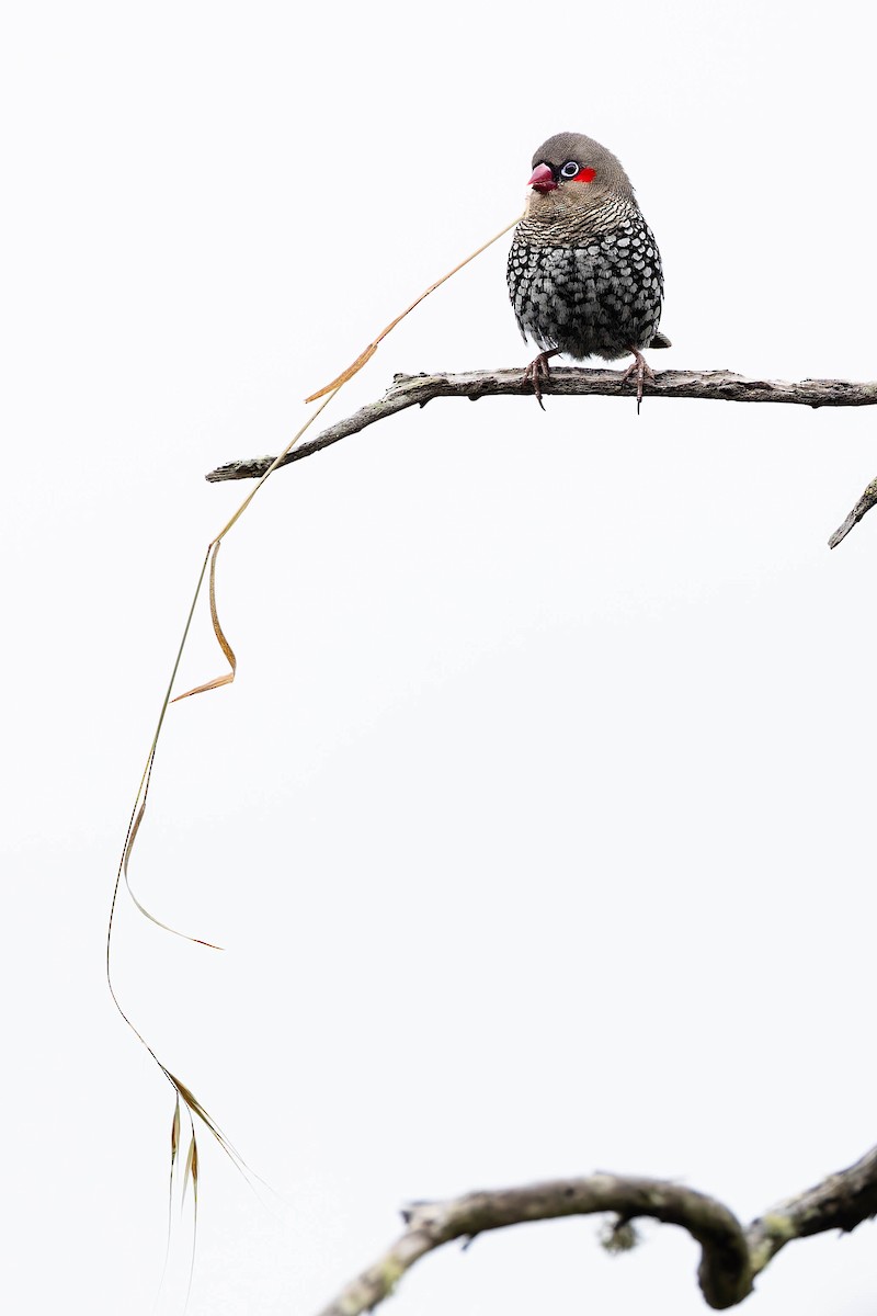 Red-eared Firetail - ML646170389