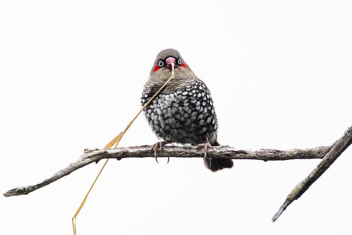Red-eared Firetail - ML646170390