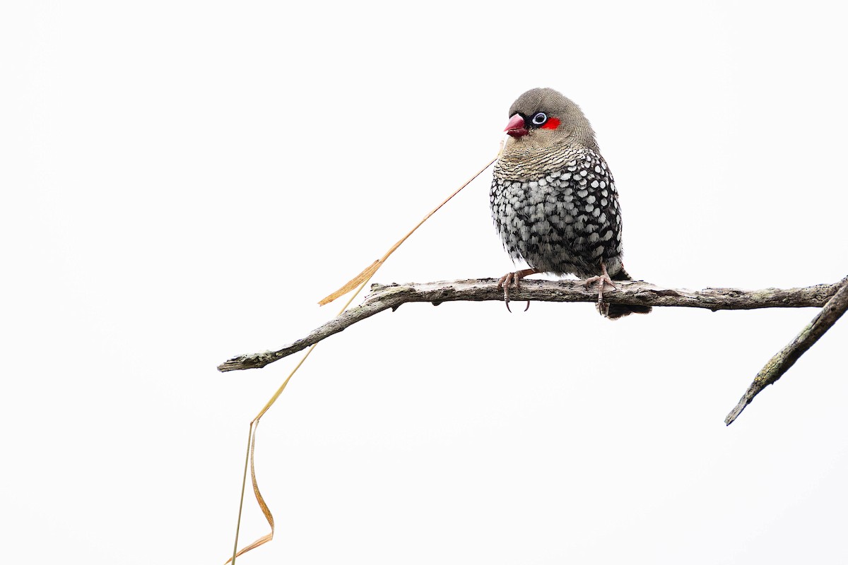 Red-eared Firetail - ML646170391