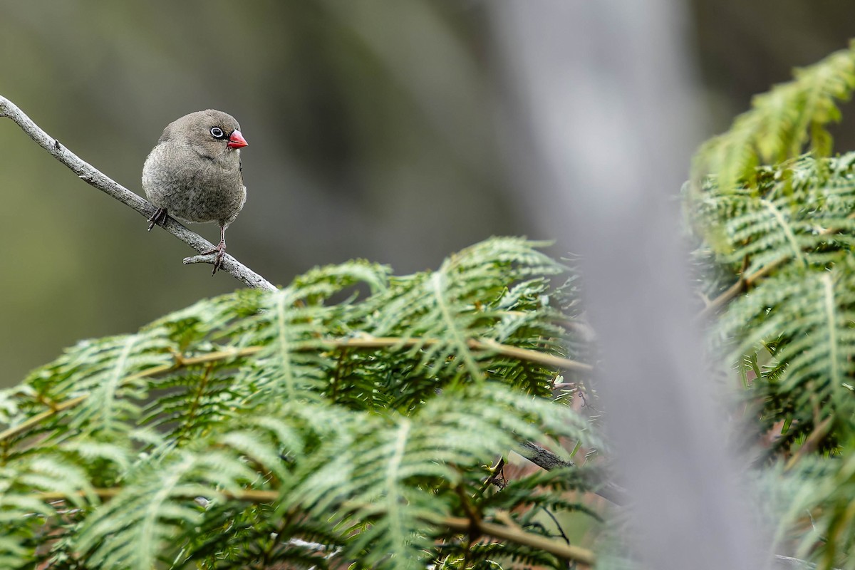 Red-eared Firetail - ML646170392