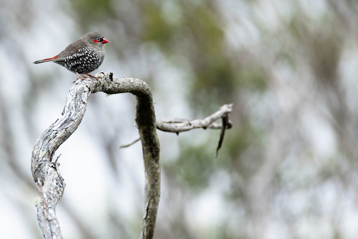 Red-eared Firetail - ML646170393
