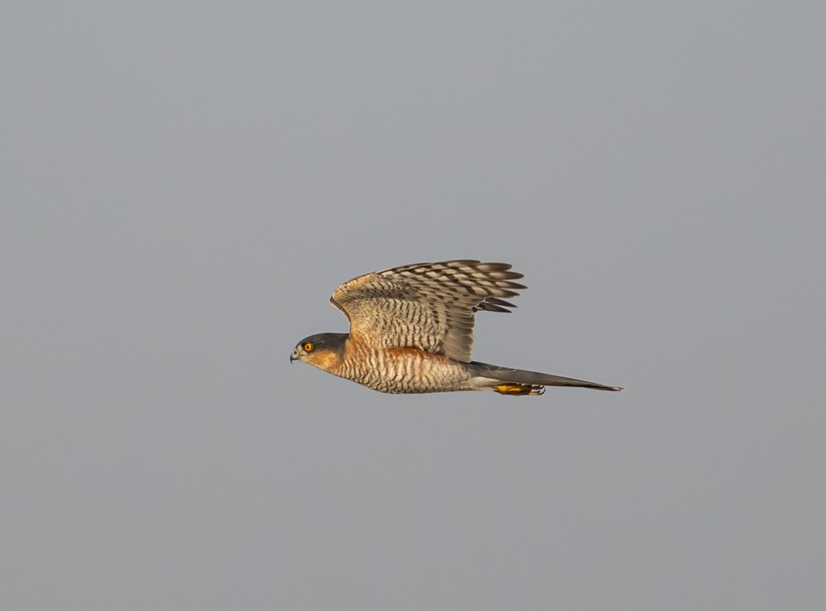 Eurasian Sparrowhawk - ML646170394