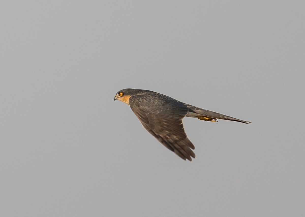 Eurasian Sparrowhawk - ML646170395
