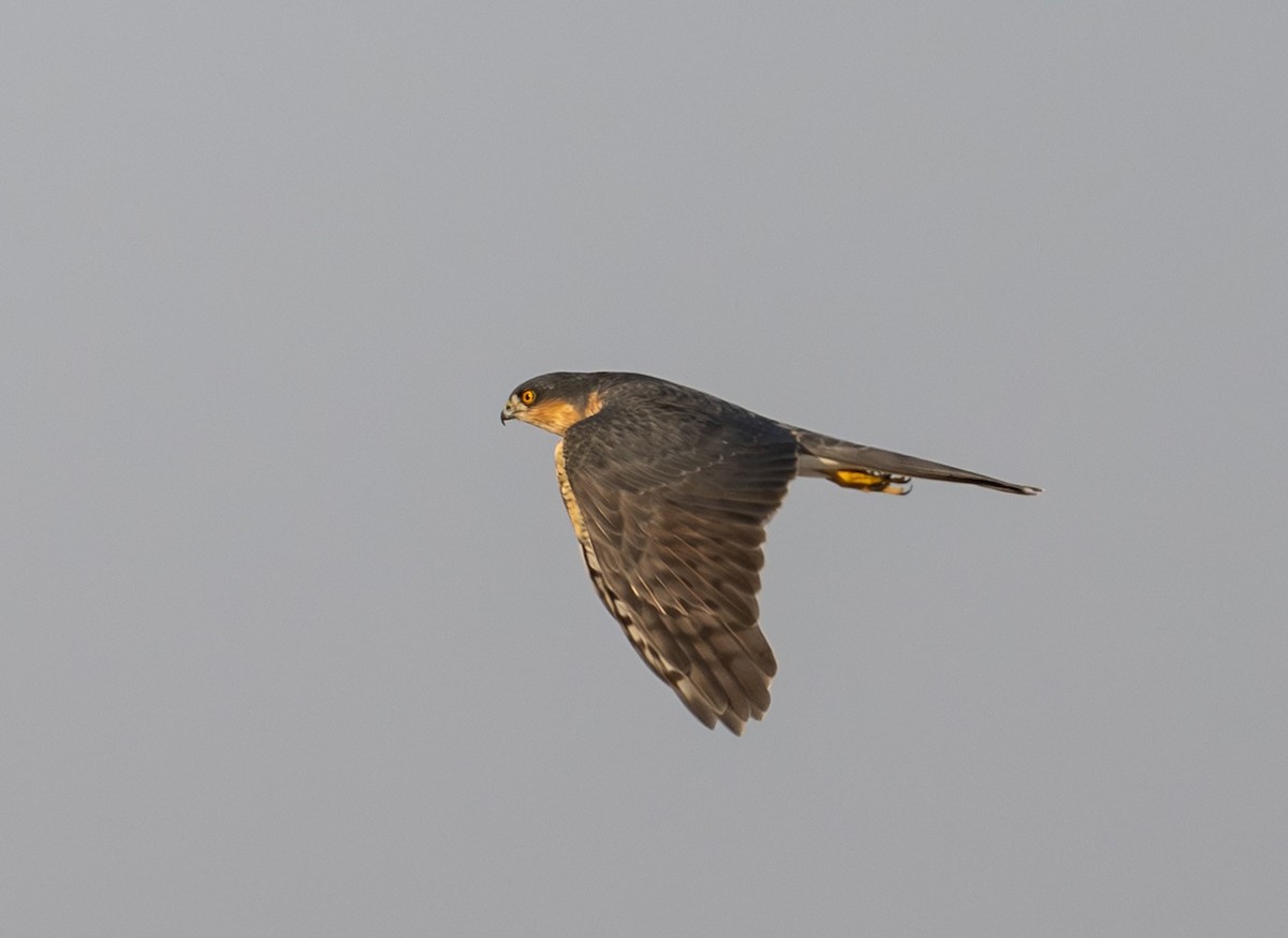 Eurasian Sparrowhawk - ML646170396