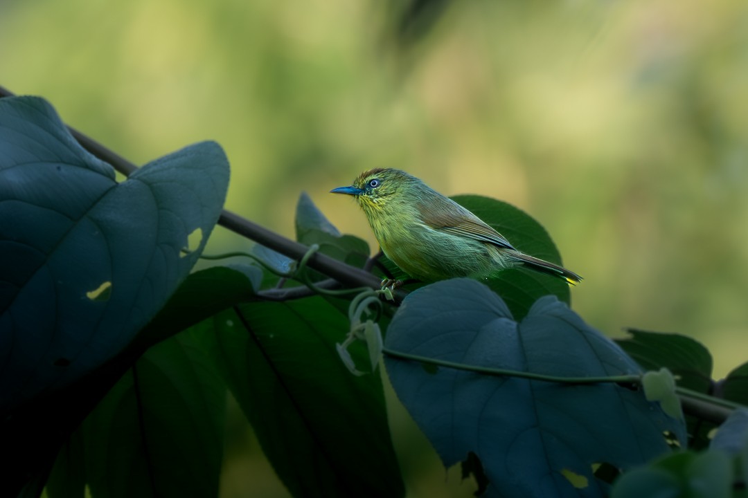 Pin-striped Tit-Babbler - ML646170397