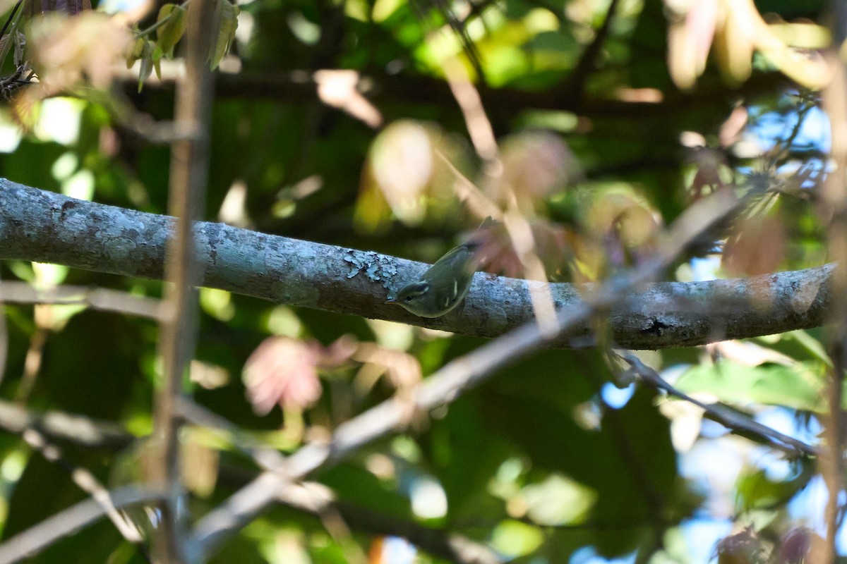 Claudia's Leaf Warbler - ML646170400