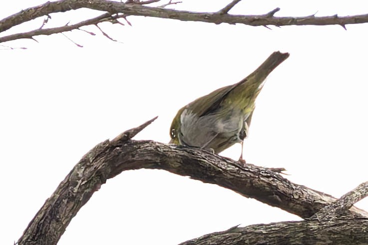 Silvereye (West Australian) - ML646170402