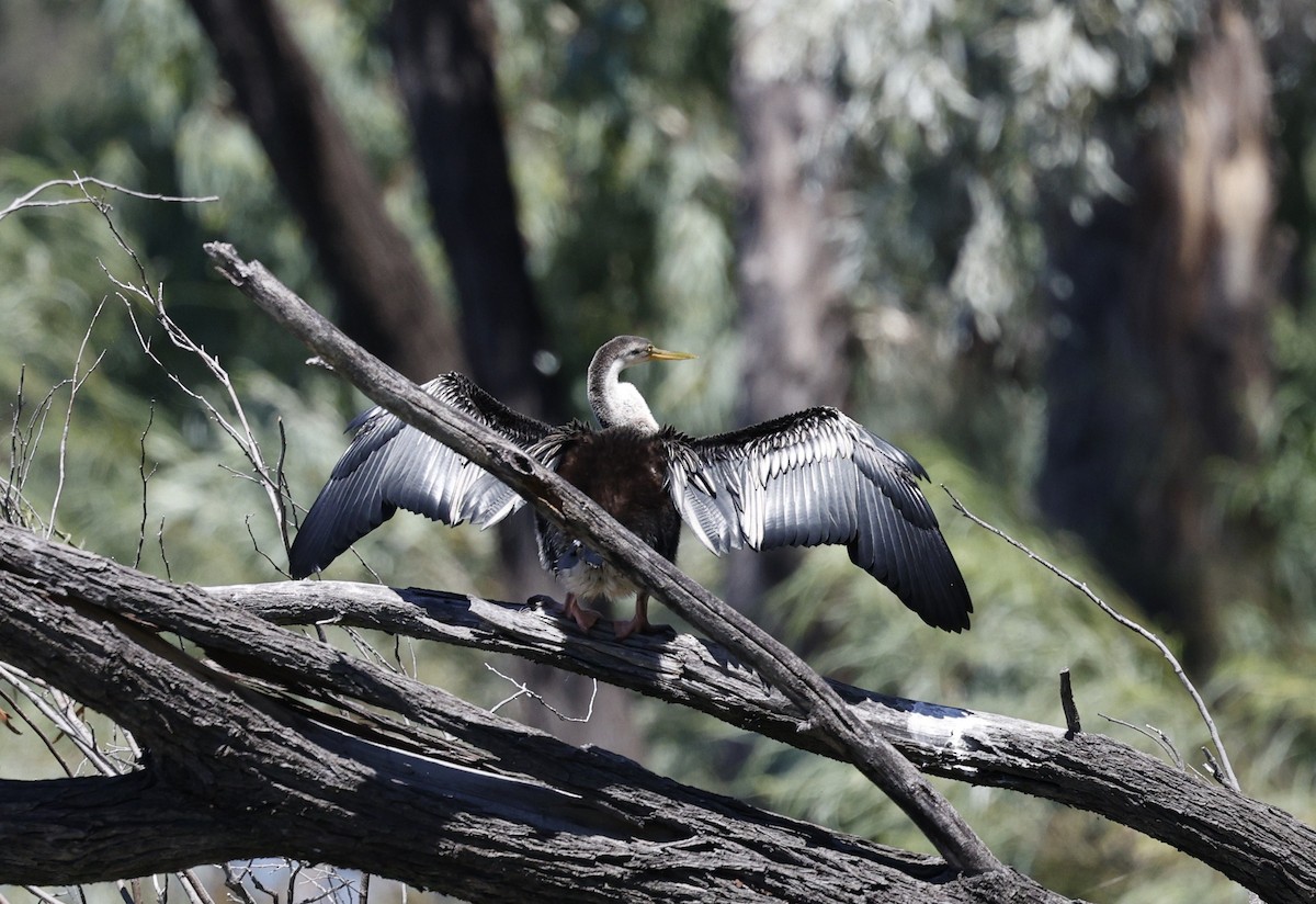 Australasian Darter - ML646170404