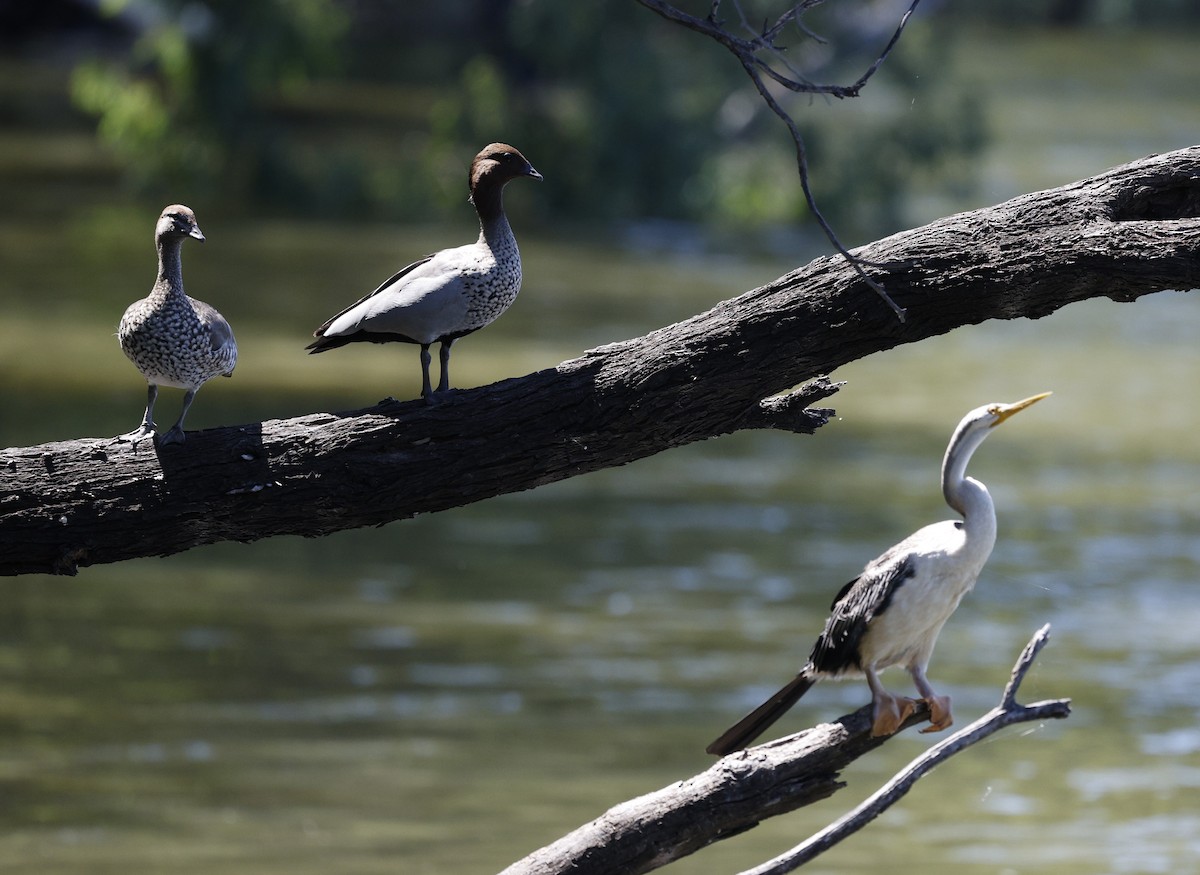 Australasian Darter - ML646170405