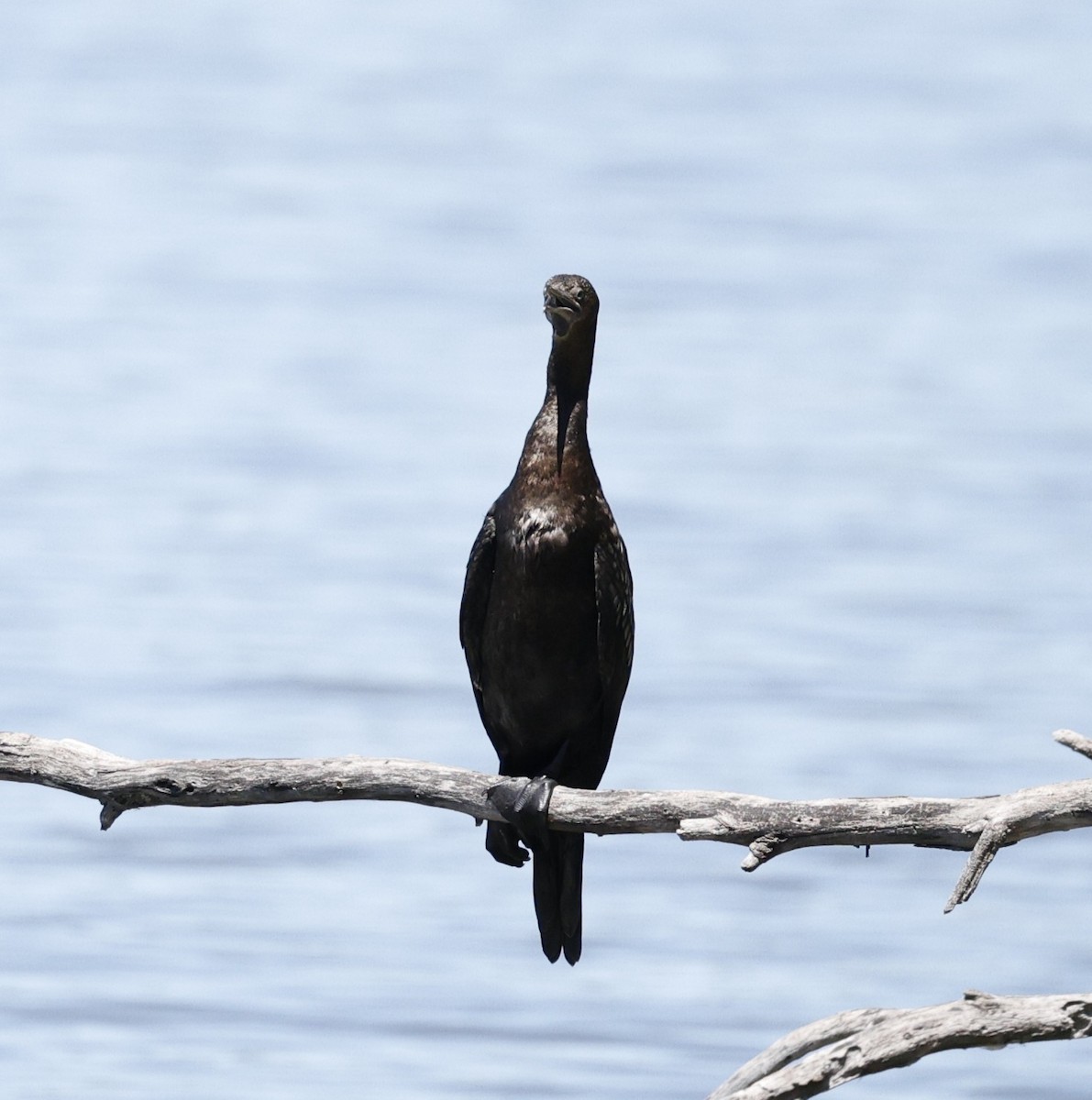 Little Black Cormorant - ML646170406