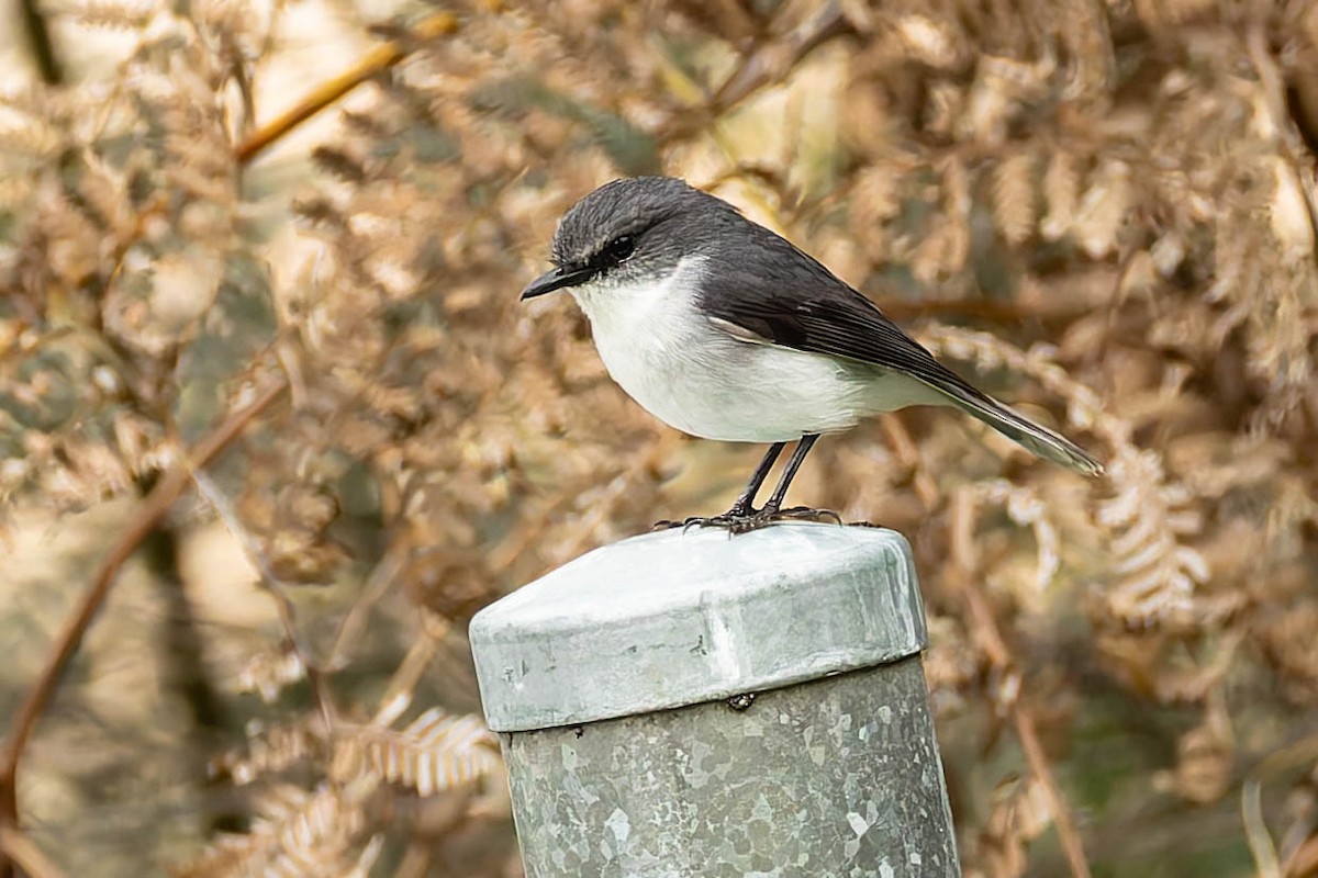 White-breasted Robin - ML646170408