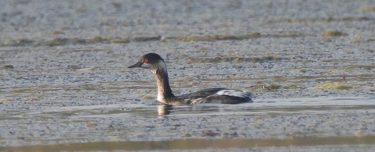 Cotton Pygmy-Goose - ML646170409