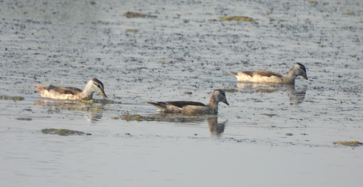Cotton Pygmy-Goose - ML646170410