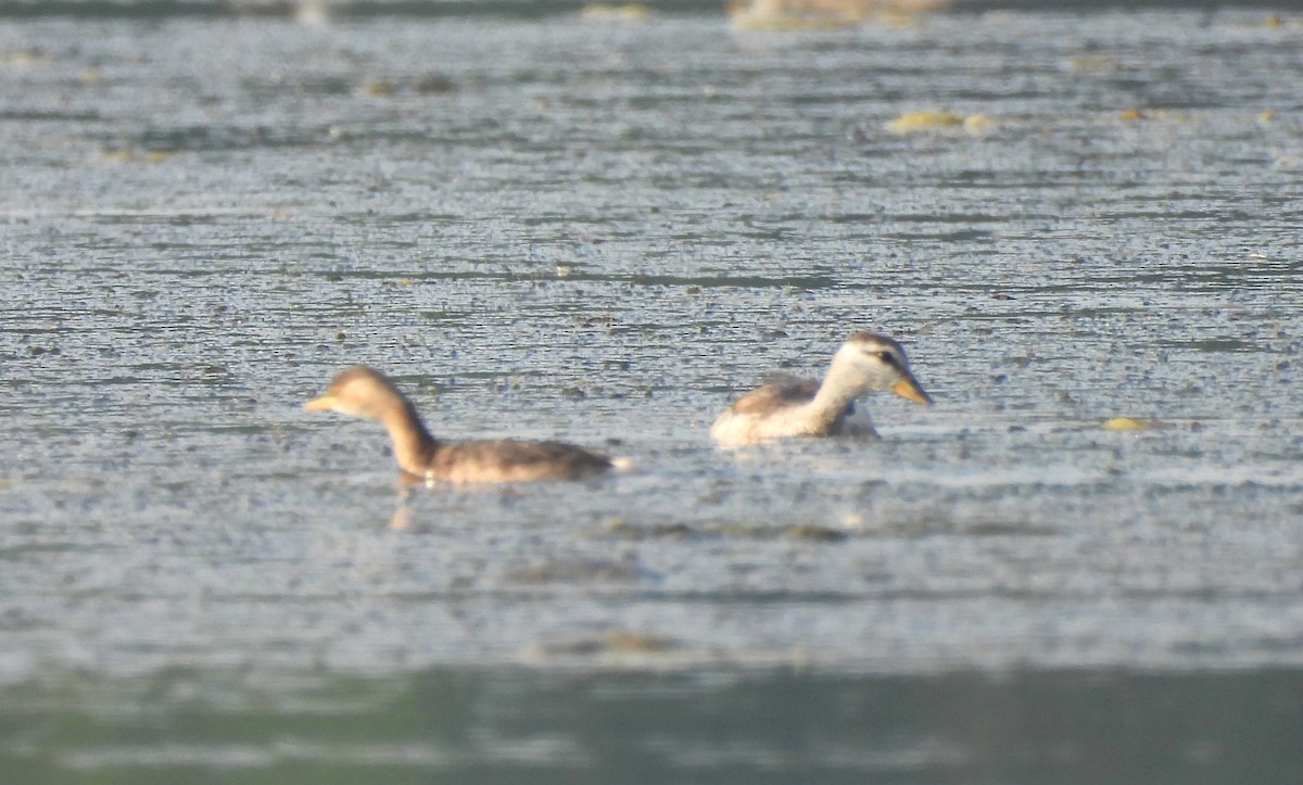 Cotton Pygmy-Goose - ML646170411