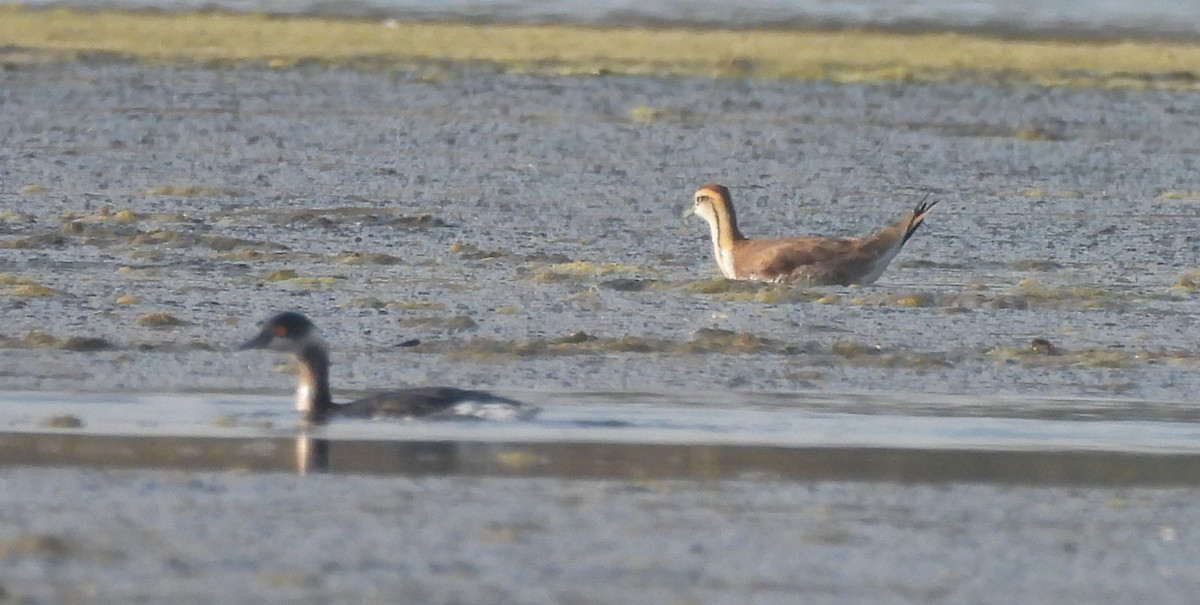 Cotton Pygmy-Goose - ML646170412