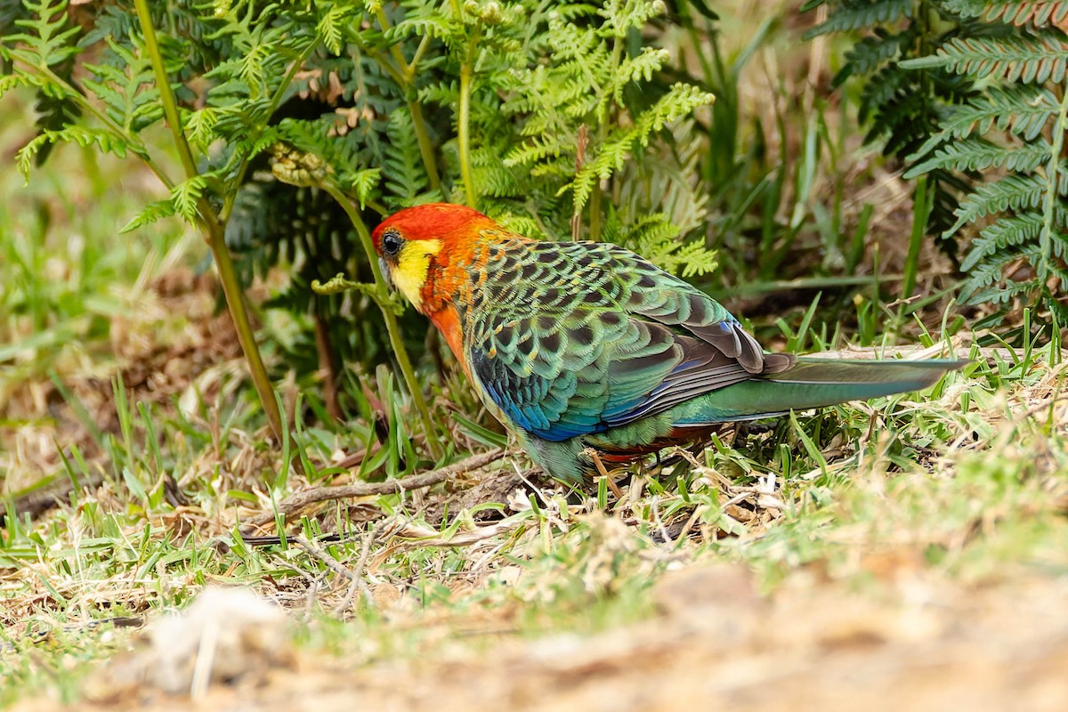 Western Rosella - ML646170413
