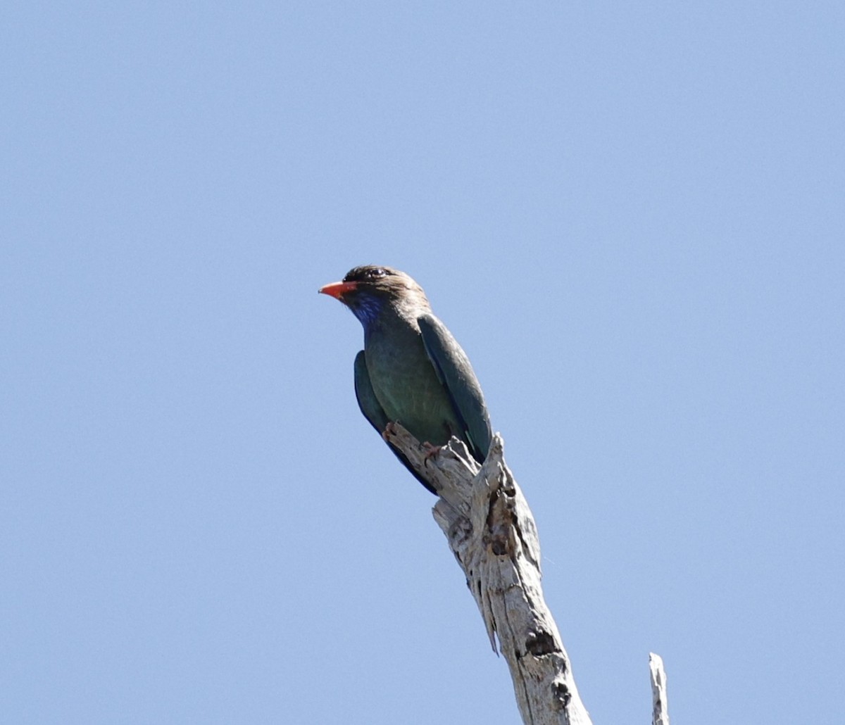 Dollarbird - ML646170418