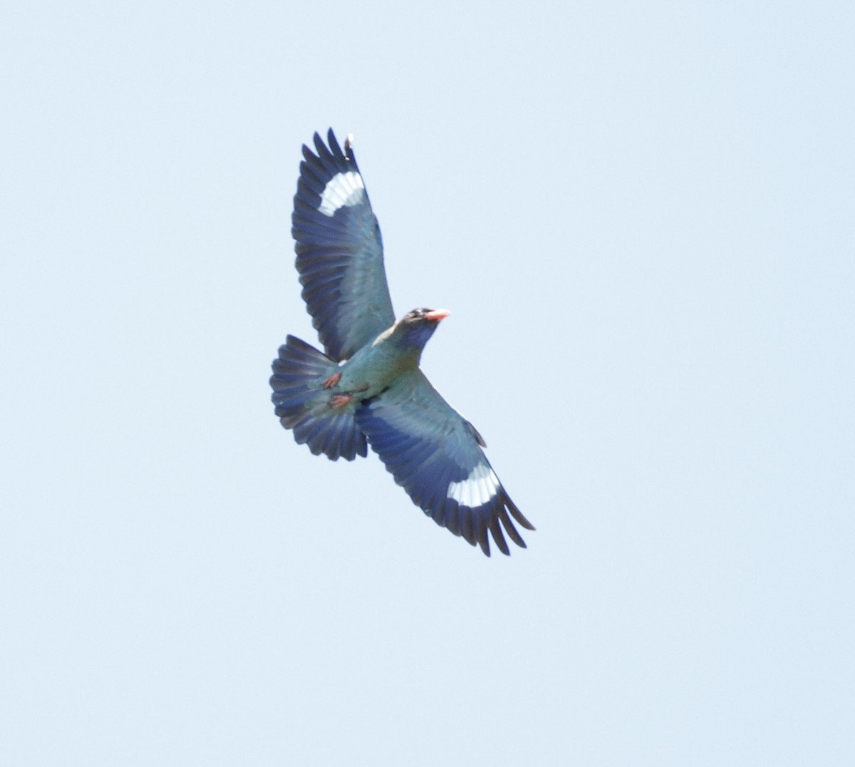 Dollarbird - ML646170420