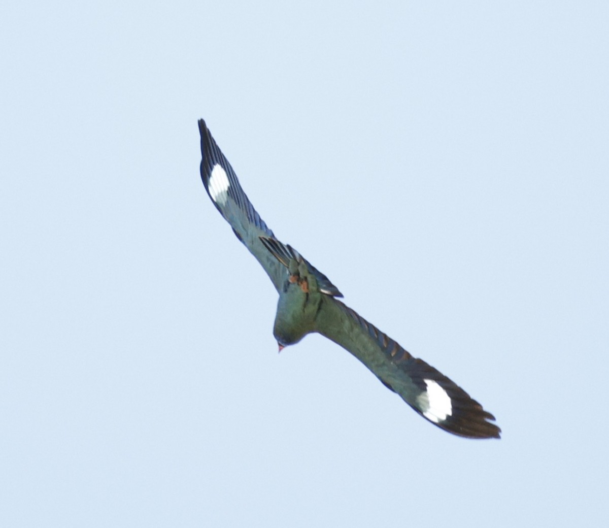 Dollarbird - ML646170421