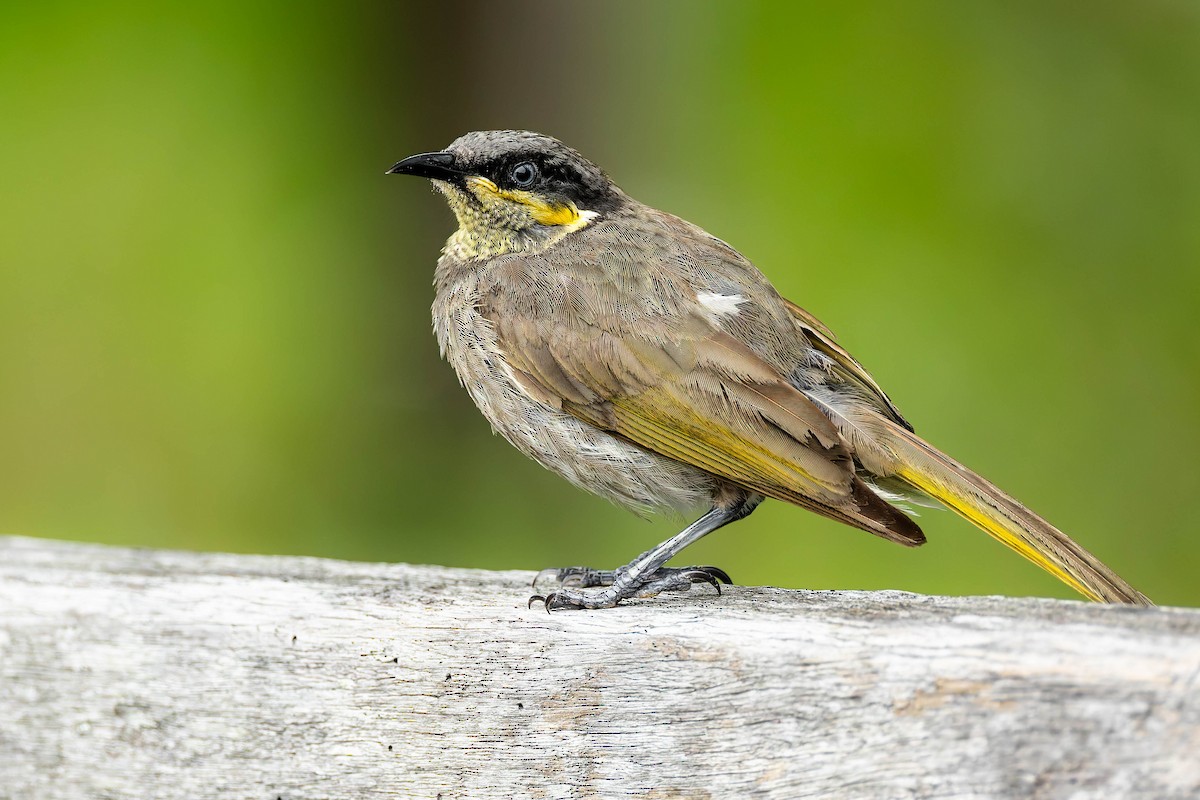 Mangrove Honeyeater - ML646170423