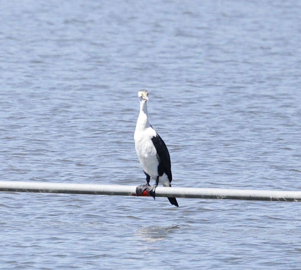 Pied Cormorant - ML646170424