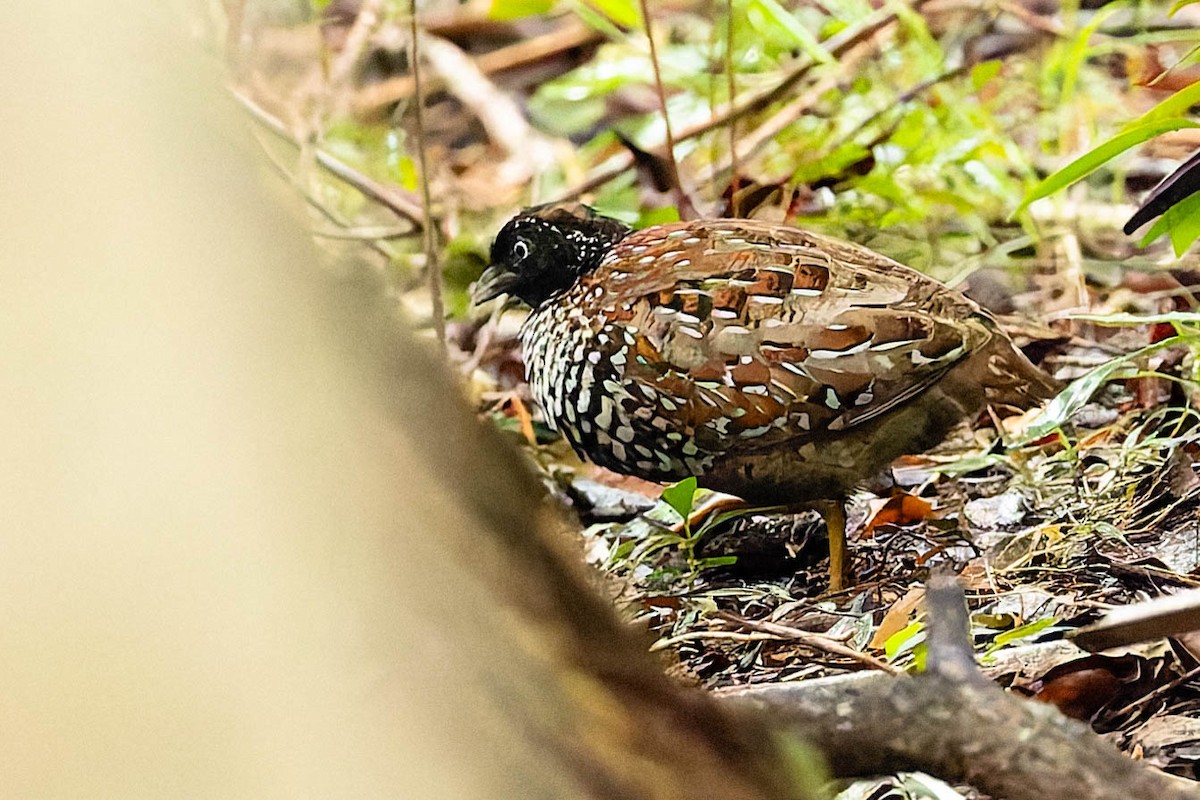 Black-breasted Buttonquail - ML646170425