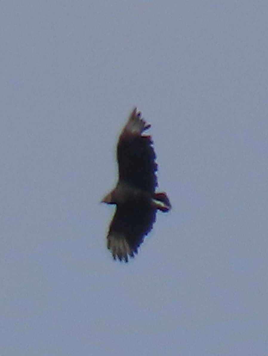 Black Vulture - ML646170426