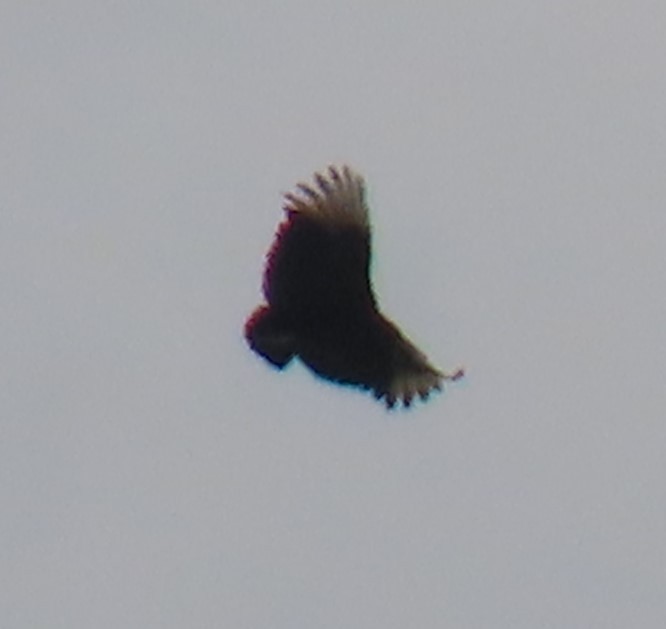 Black Vulture - ML646170428