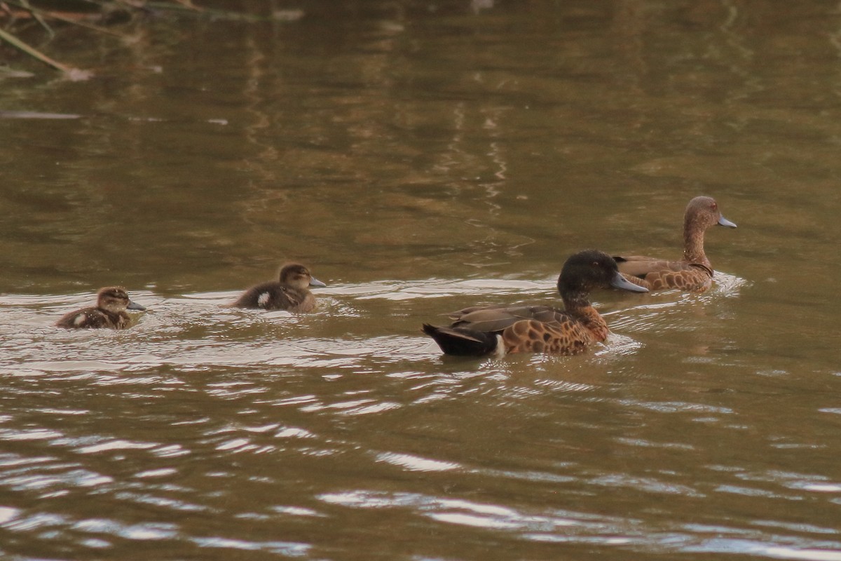 Chestnut Teal - ML646170441