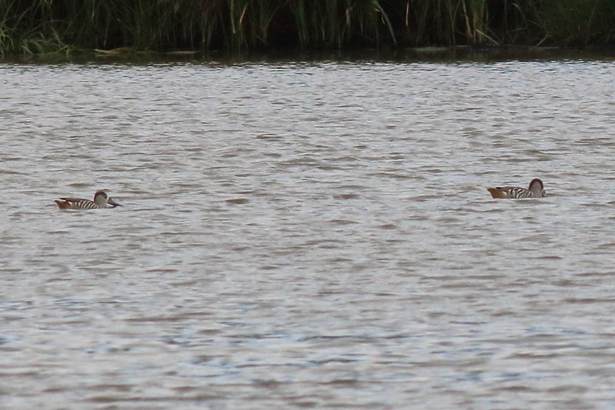 leppeand - ML646170442