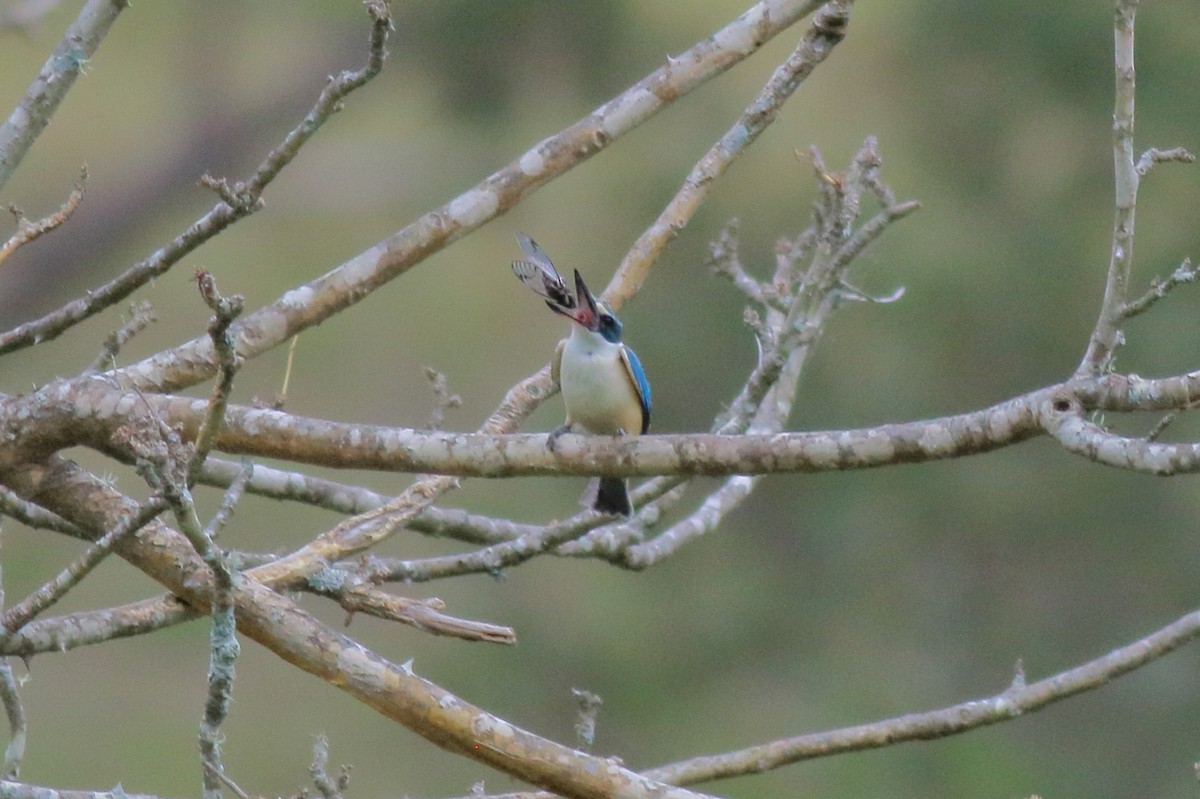 maskaraisfugl (sanctus) - ML646170447