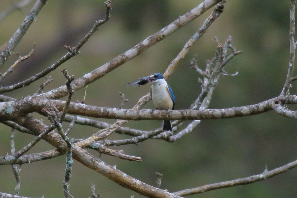 maskaraisfugl (sanctus) - ML646170448