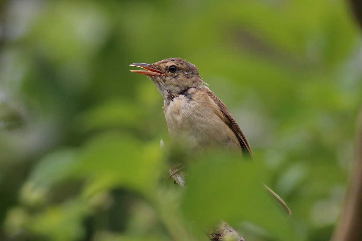 australkjerrsanger - ML646170453