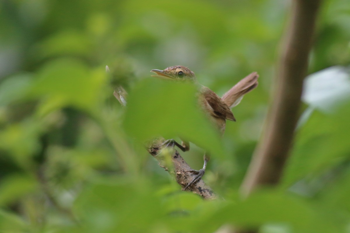 australkjerrsanger - ML646170454