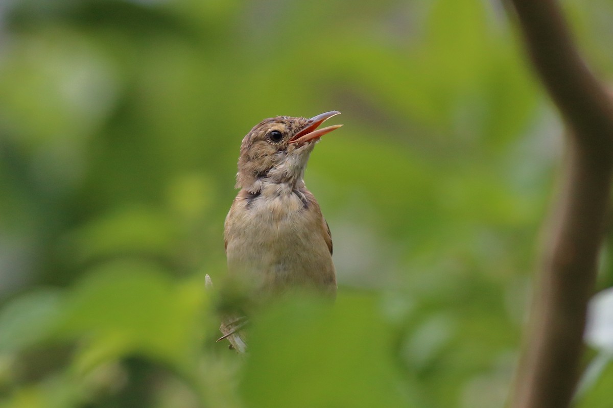 australkjerrsanger - ML646170456