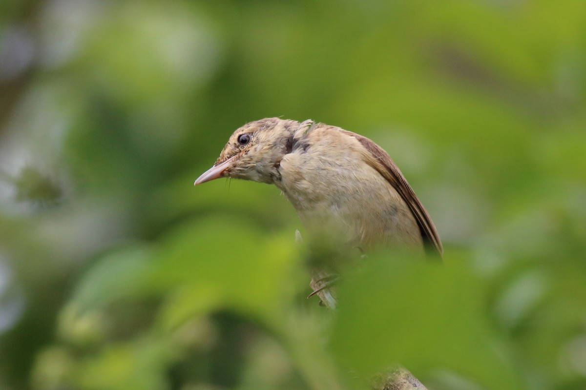 australkjerrsanger - ML646170458