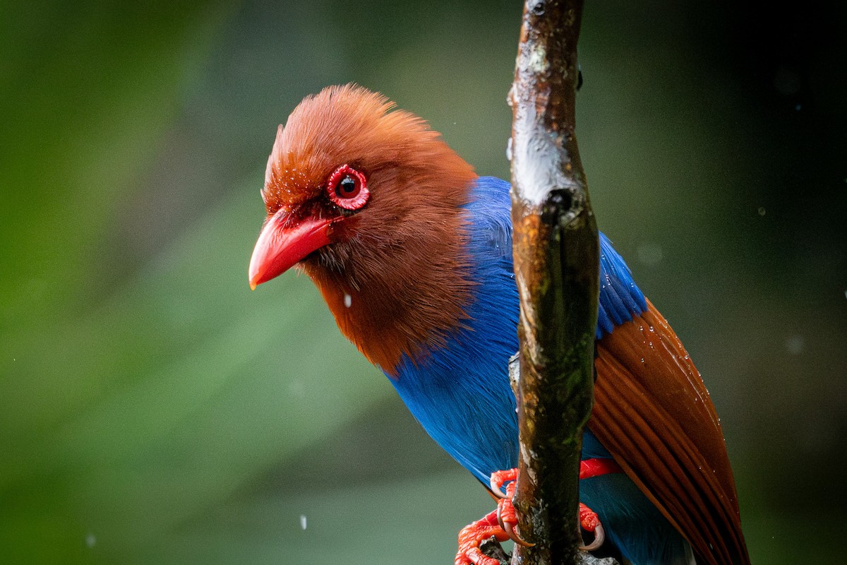 Sri Lanka Blue-Magpie - ML646170462