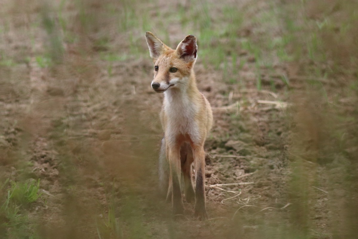 Red Fox - ML646170463