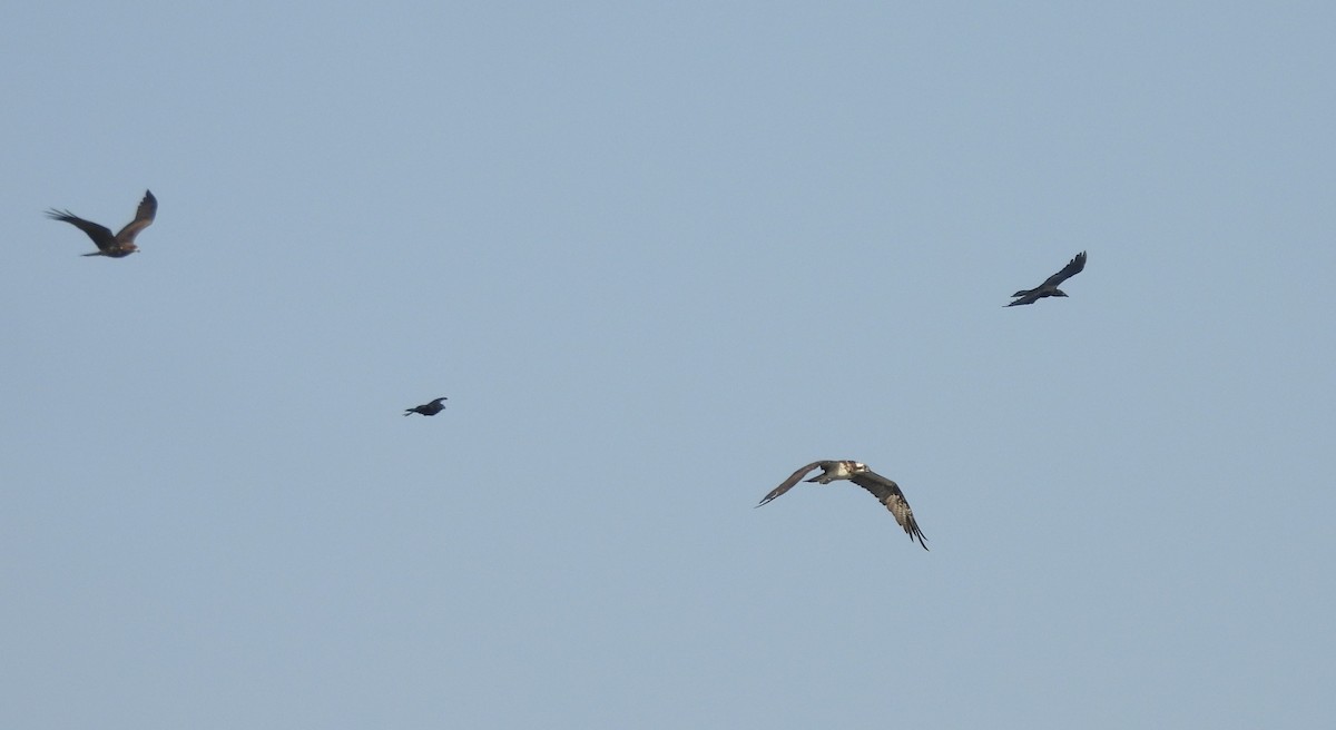 Osprey - ML646170468