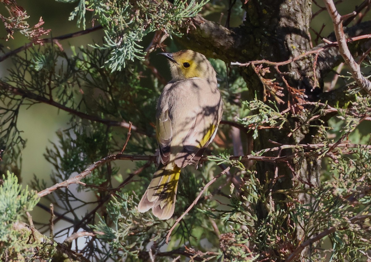 White-plumed Honeyeater - ML646170474
